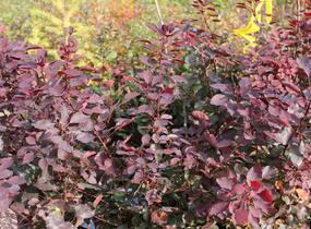 Ruj vlasatá 'Dusky Maiden' - Cotinus coggygria 'Dusky Maiden'