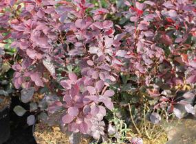Ruj vlasatá 'Dusky Maiden' - Cotinus coggygria 'Dusky Maiden'