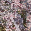 Dřišťál Ottawský 'Auricoma' - Berberis ottawensis 'Auricoma'