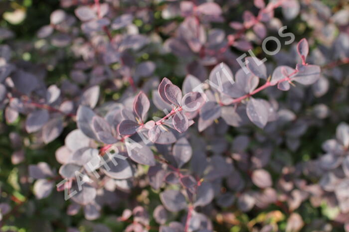 Dřišťál Ottawský 'Auricoma' - Berberis ottawensis 'Auricoma'