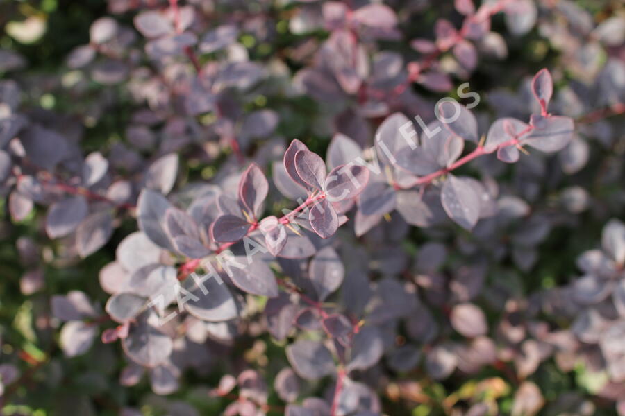 Dřišťál Ottawský 'Auricoma' - Berberis ottawensis 'Auricoma'