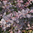 Dřišťál Ottawský 'Auricoma' - Berberis ottawensis 'Auricoma'