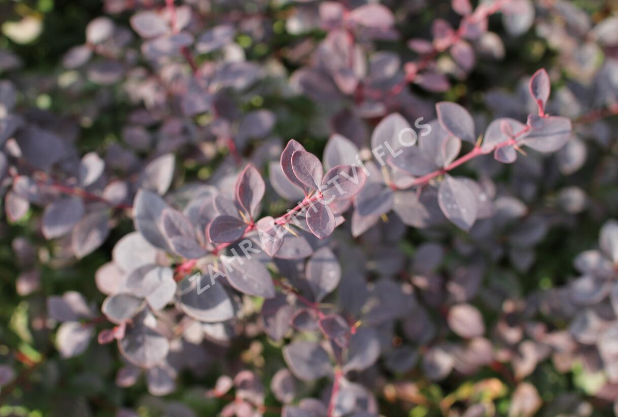 Dřišťál Ottawský 'Auricoma' - Berberis ottawensis 'Auricoma'