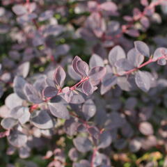 Dřišťál Ottawský 'Auricoma' - Berberis ottawensis 'Auricoma'