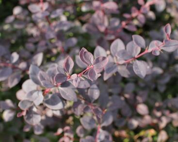 Dřišťál Ottawský 'Auricoma'