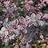 Berberis ottawensis 'Auricoma'.JPG