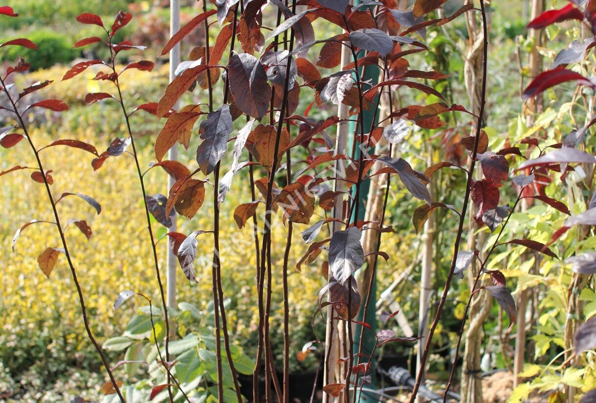 Myrobalán cistena - Prunus cistena