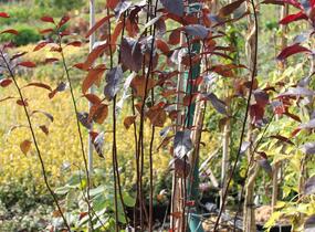 Myrobalán cistena - Prunus cistena