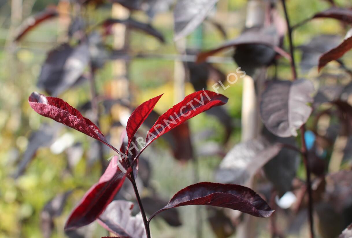 Myrobalán cistena - Prunus cistena