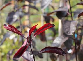 Myrobalán cistena - Prunus cistena