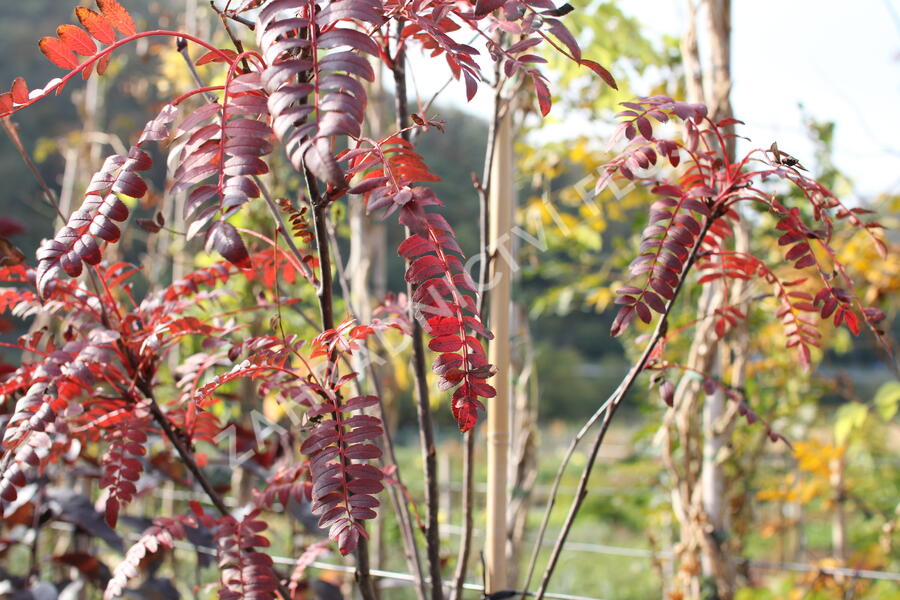 Jeřáb 'Red Robin' - Sorbus 'Red Robin'