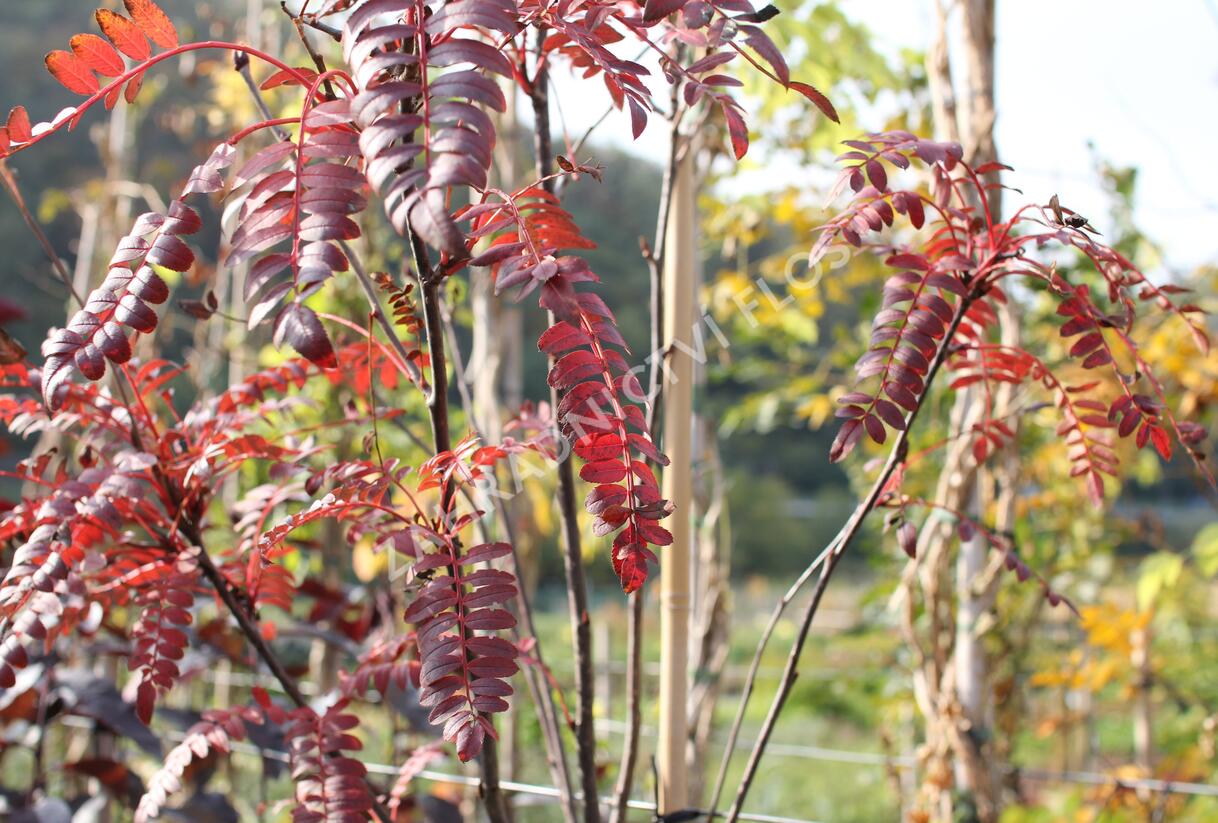 Jeřáb 'Red Robin' - Sorbus 'Red Robin'