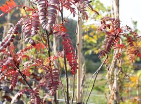 Jeřáb 'Red Robin' - Sorbus 'Red Robin'