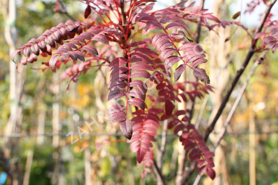 Jeřáb 'Red Robin' - Sorbus 'Red Robin'