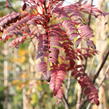 Jeřáb 'Red Robin' - Sorbus 'Red Robin'