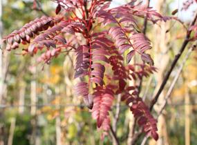 Jeřáb 'Red Robin' - Sorbus 'Red Robin'