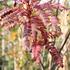 Sorbus 'Red Robin'.JPG