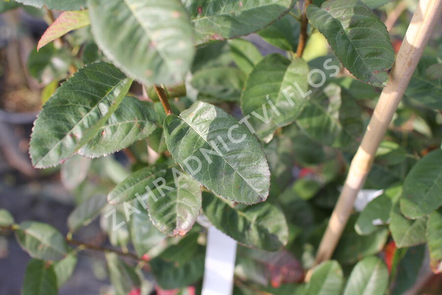 Muchovník kanadský 'Rainbow Pillar' - Amelanchier canadensis 'Rainbow Pillar'