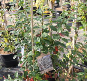 Muchovník kanadský 'Rainbow Pillar' - Amelanchier canadensis 'Rainbow Pillar'