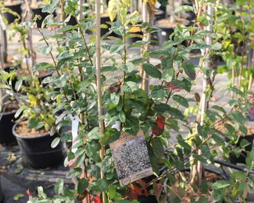 Muchovník kanadský 'Rainbow Pillar'