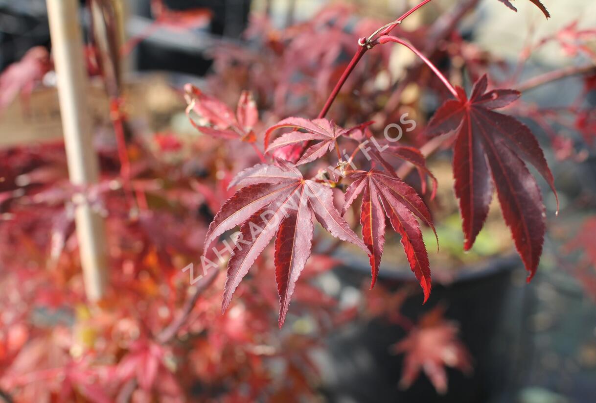 Javor dlanitolistý 'Atropurpureum' - Acer palmatum 'Atropurpureum'