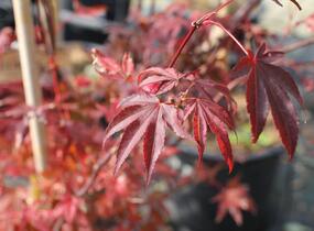 Javor dlanitolistý 'Atropurpureum' - Acer palmatum 'Atropurpureum'