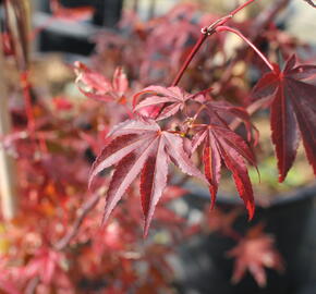 Javor dlanitolistý 'Atropurpureum' - Acer palmatum 'Atropurpureum'