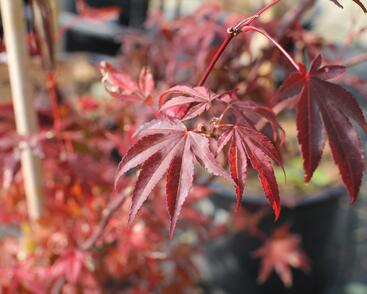 Javor dlanitolistý 'Atropurpureum'