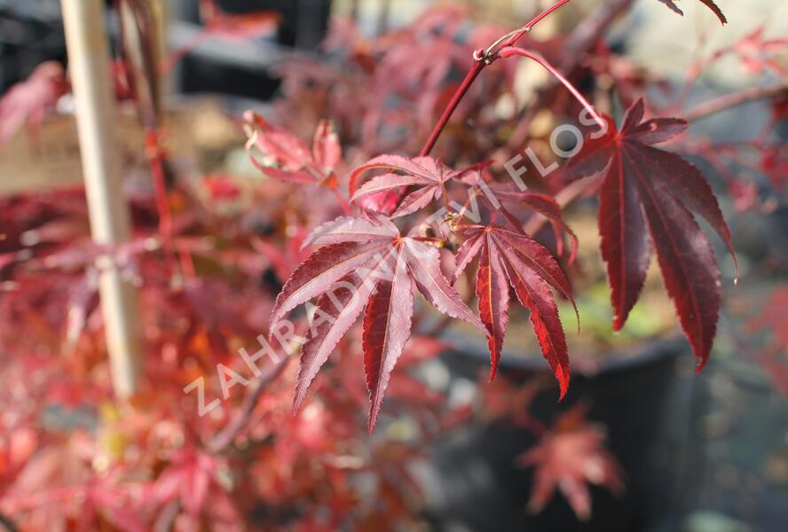 Javor dlanitolistý 'Atropurpureum' - Acer palmatum 'Atropurpureum'