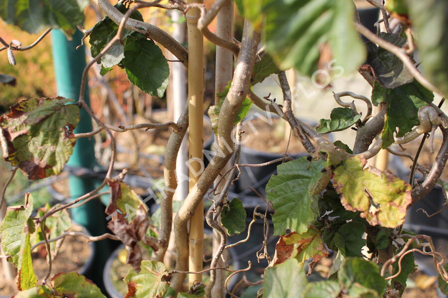 Líska obecná 'Red Majestic' - Corylus avellana 'Red Majestic'