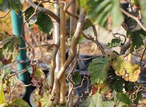 Líska obecná 'Red Majestic' - Corylus avellana 'Red Majestic'