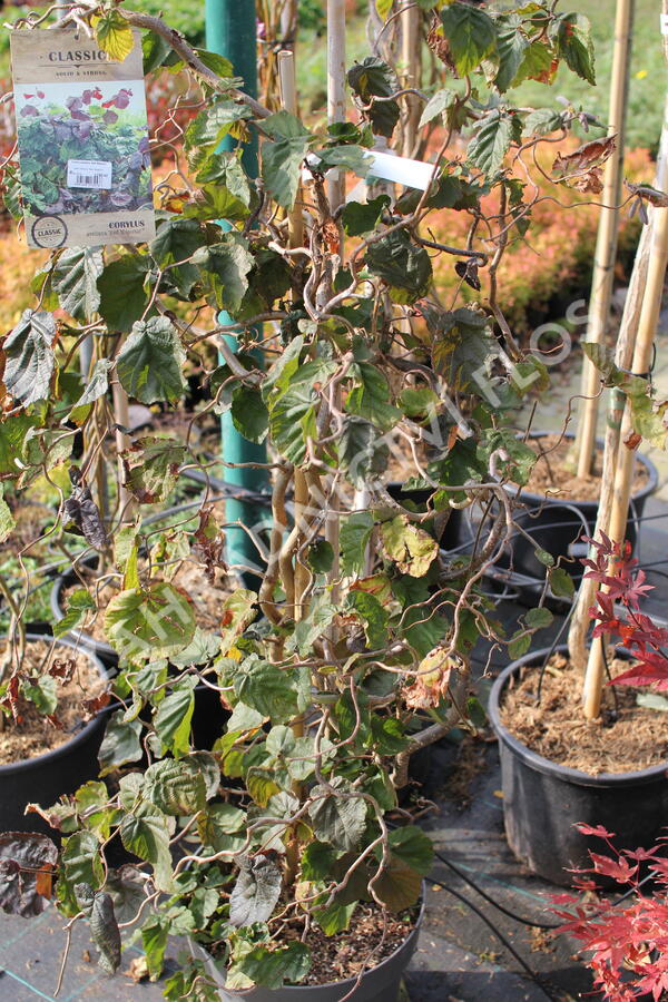 Líska obecná 'Red Majestic' - Corylus avellana 'Red Majestic'
