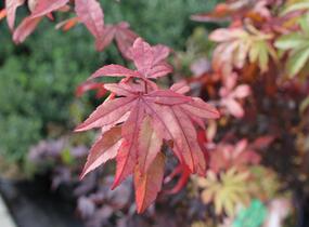 Javor dlanitolistý 'Osakazuki' - Acer palmatum 'Osakazuki'