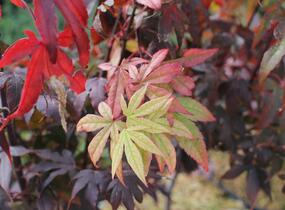 Javor dlanitolistý 'Osakazuki' - Acer palmatum 'Osakazuki'