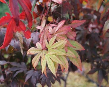 Javor dlanitolistý 'Osakazuki'