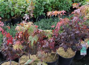 Javor dlanitolistý 'Osakazuki' - Acer palmatum 'Osakazuki'