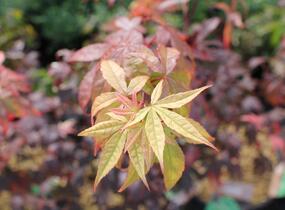 Javor dlanitolistý 'Osakazuki' - Acer palmatum 'Osakazuki'