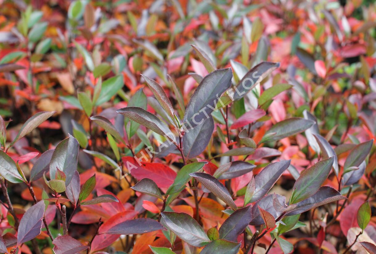 Temnoplodec, arónie černoplodá 'Hugin' - Aronia melanocarpa 'Hugin'