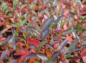 Temnoplodec, arónie černoplodá 'Hugin' - Aronia melanocarpa 'Hugin'