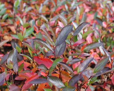 Temnoplodec, arónie černoplodá 'Hugin'