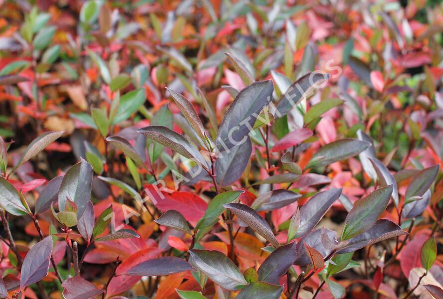 Temnoplodec, arónie černoplodá 'Hugin' - Aronia melanocarpa 'Hugin'