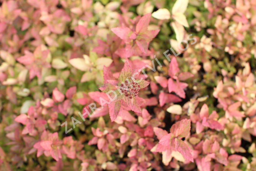 Tavolník japonský 'Little Flame' - Spiraea japonica 'Little Flame'