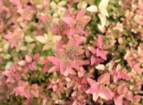 Tavolník japonský 'Little Flame' - Spiraea japonica 'Little Flame'