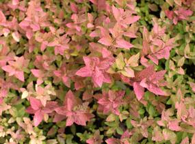 Tavolník japonský 'Little Flame' - Spiraea japonica 'Little Flame'