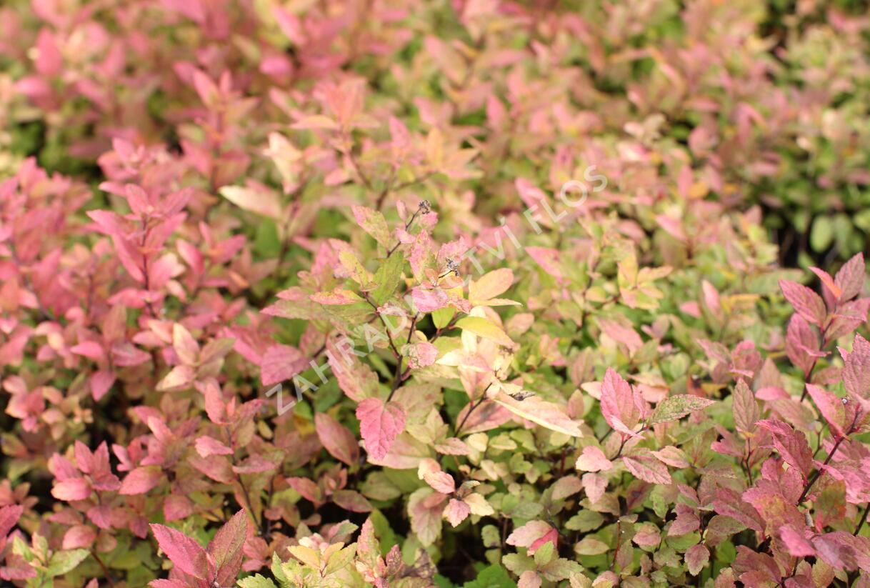 Tavolník japonský 'Little Flame' - Spiraea japonica 'Little Flame'