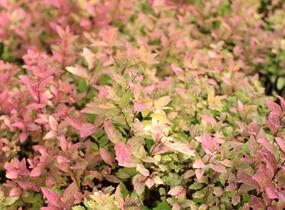 Tavolník japonský 'Little Flame' - Spiraea japonica 'Little Flame'