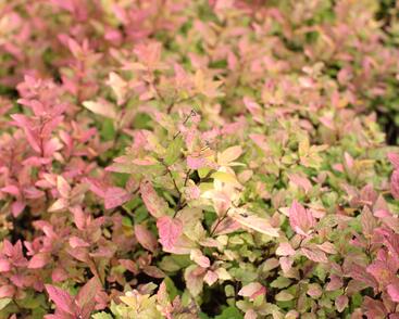 Tavolník japonský 'Little Flame'