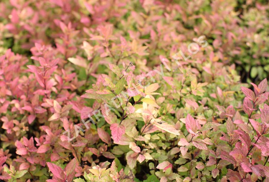 Tavolník japonský 'Little Flame' - Spiraea japonica 'Little Flame'