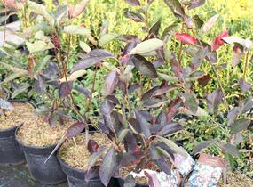 Muchovník hladký 'Ballerina' - Amelanchier laevis 'Ballerina'
