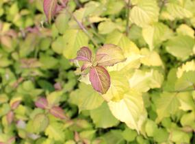 Leycestérie krásná 'Little Lanterns' - Leycesteria formosa 'Little Lanterns'